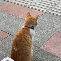 nhạc nền - quạc quạc ở 🇩🇪