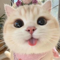 catlovemeaw
