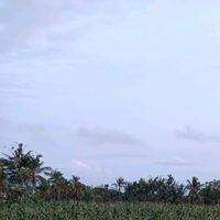 suara asli