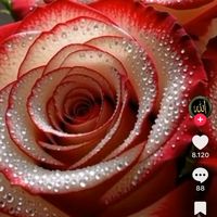 guller03273