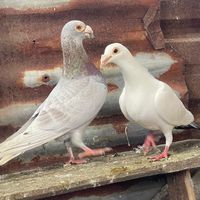 pigeons_albaniia