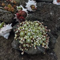 nhạc nền - 🦀