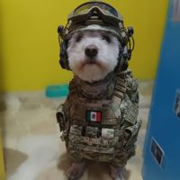 ivan_palomare