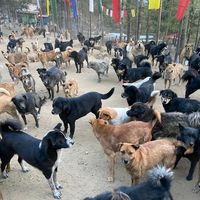 zeusnakuludogsanctuary