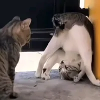 original sound - someoneplaesur