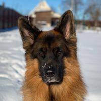 belka1315