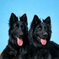 original sound - faridmarwat33