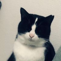 オリジナル楽曲 - 🍥