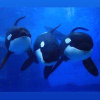 aimi0116_orca