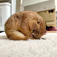 thesquirrellovely