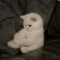 original sound - alpona_01