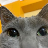 amo_alos_gatos00