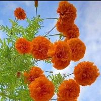 litu__molla
