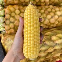 suara asli - Jagung PRJ🌽