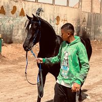 yasensayed55