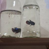 mr.swanseadiamond