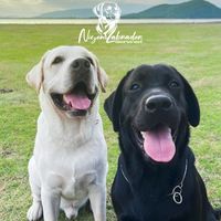 niyomlabrador