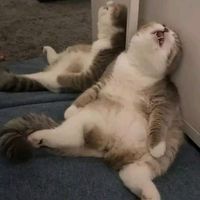 pawfectly.cute