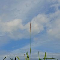 suara asli - Sifa Mirandha