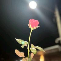 tanha477_