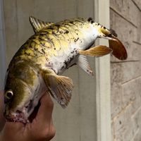 a.fish00