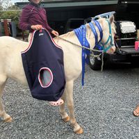 ameliaequestrian1