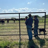 teetwolandcattle