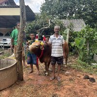 เสียงต้นฉบับ - ควานไปป์. เขากอย