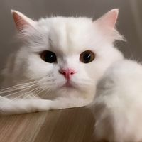 suara asli - Moyyii 🌼