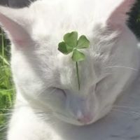 오리지널 사운드 - 예지