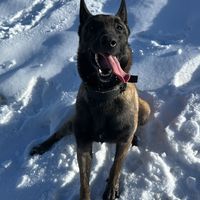 igor_the_mallinois_
