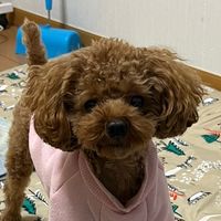 オリジナル楽曲 - トイプードルのアー君✨🐶🐾