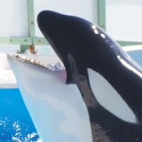 orca_animals