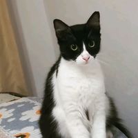 l_love_cat3