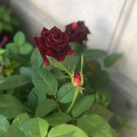 gozel_tebietim