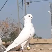 original sound - dyn4lm28uf26