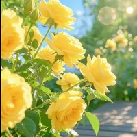 original sound - cuahangnho999