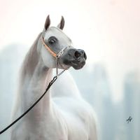 horses924