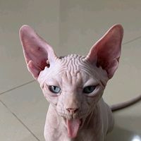 sineya55