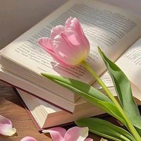 rose.ahmed717