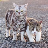 taotaomeow