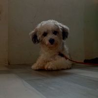 original sound - Itoshii Aii