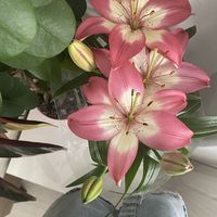 claireroses