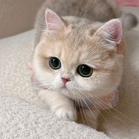 rosieee.le