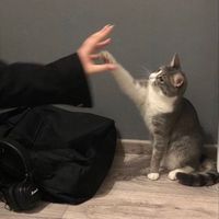 الصوت الأصلي