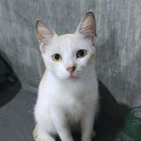 original sound - Ms_V