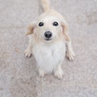 white_angel.kennel