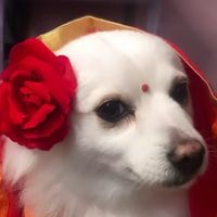 aanisha_poudel