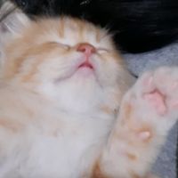 suara asli - Ladatiri