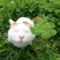 original sound - 🍀